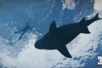 official screenshot shark in the water