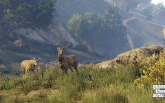 official screenshot elk graze in the grass