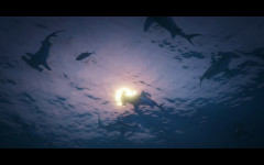 trailer 5 hammerhead sharks